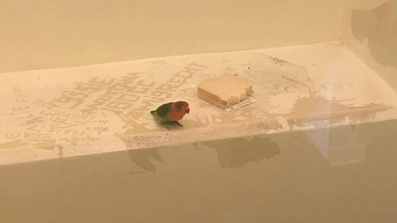 Azılı papağan özel hücreye atıldı! Tutuklu papağının hücredeki ilk yemeği bir kap su iki dilim ekmek